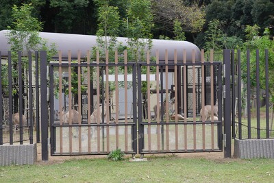 金沢動物園
