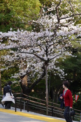上野恩賜公園袴腰地区の施工写真