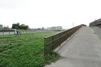 新中川（細田橋上流左岸）