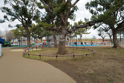 篠崎公園