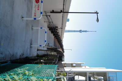 隅田川(橋場一丁目）右岸スロープ