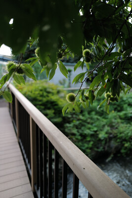 新堰水辺公園